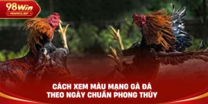 màu mạng gà đá theo ngày 98win